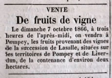 Vente de fruit de vigne à Pompey